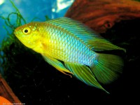 Apistogramma Borelli